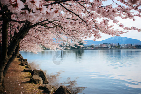 湖边看樱花背景图片