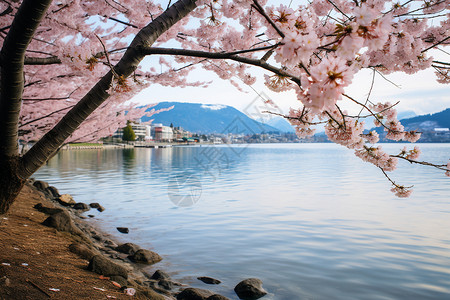 春日粉色花朵倒映于湖面图片