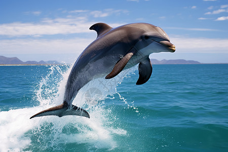 欢快跳跃海面的海豚图片