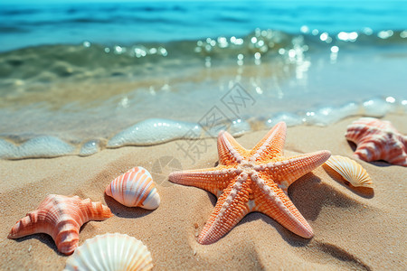 夏季沙滩上的贝壳和海星背景图片
