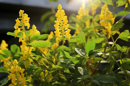 花园中盛开的美丽黄花图片