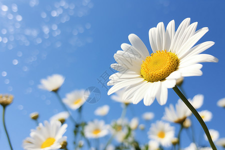 夏季美丽的白色雏菊花朵图片