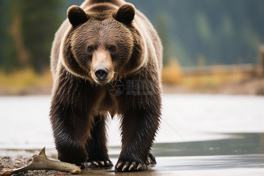 荒野中野生的棕熊动物图片