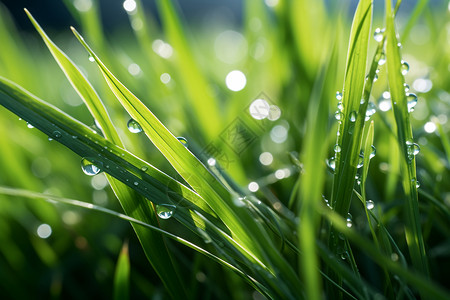 夏季清晨的青青绿草背景图片