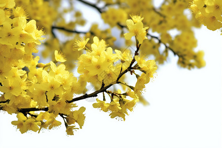 春天绽放的美丽黄色花朵背景图片