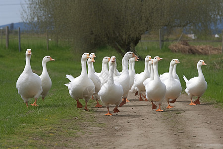 乡村农业养殖的鸭子背景图片