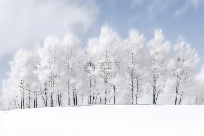 寒冷冬日白雪皑皑的森林景观图片