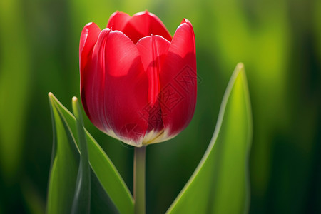 春季花园中绽放的郁金香花朵背景图片