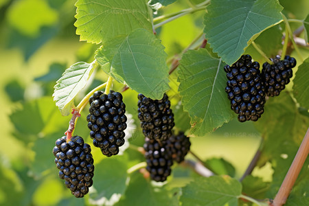 乡村农业种植的黑莓果园高清图片