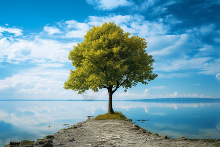 湖泊小岛中的孤树图片