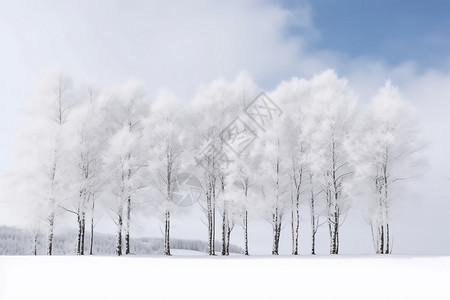 冬日白雪覆盖的树林景观图片