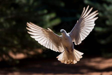 白鸽飞翔户外捕食的白鸽背景