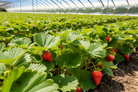 种植草莓农业暖棚中的草莓背景