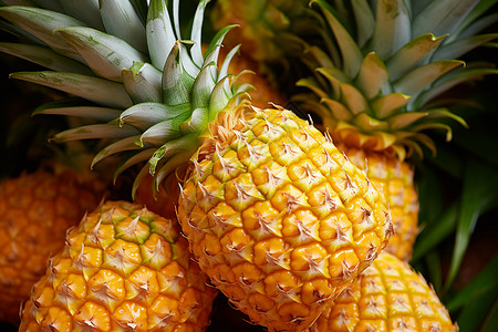 热带背景新鲜采摘的菠萝水果背景