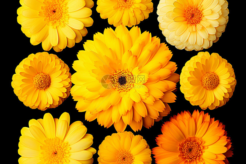 金盏花花朵合集图片