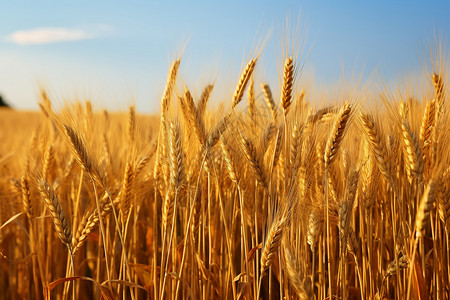 金黄色的乡村稻田背景图片
