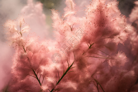 粉色木槿花花园中绽放的美丽木槿花背景