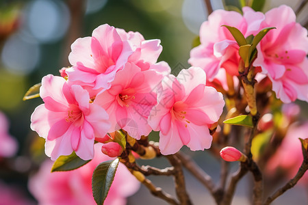 美丽的杜鹃花花海背景图片