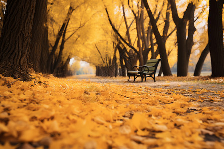 秋日公园的落叶小径图片