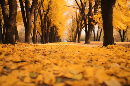 秋季城市公园的美丽景观背景图片