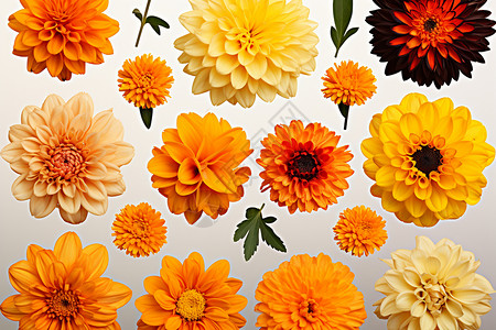 多彩的秋日花朵背景图片