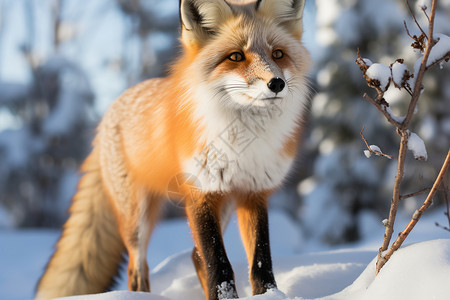 狐狸在雪地里发呆背景图片