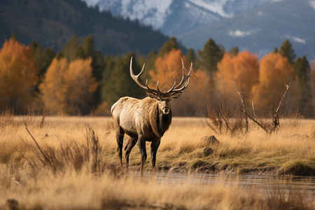 江边山川间黄叶飘舞优雅的大麋鹿展现自然之美高清图片