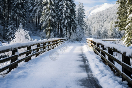 白雪覆盖的森林小路图片