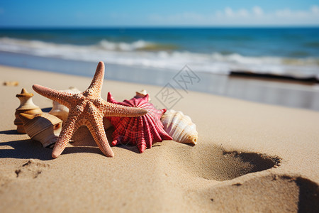海星和贝壳在沙滩上背景图片