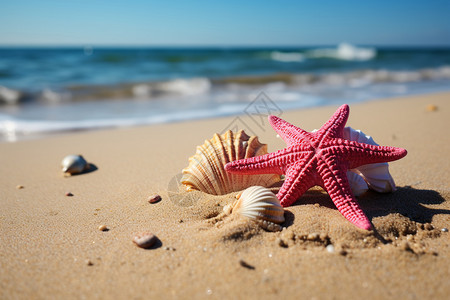 海滩上海星和贝壳图片