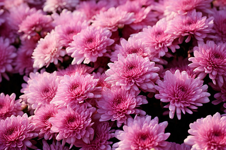 一束粉色花朵在绽放高清图片
