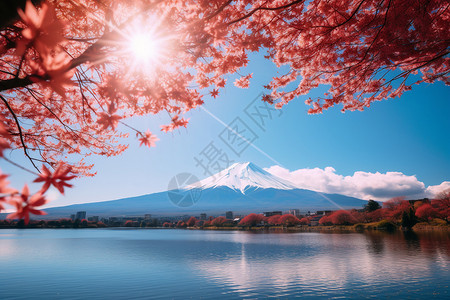 樱花下的富士山图片