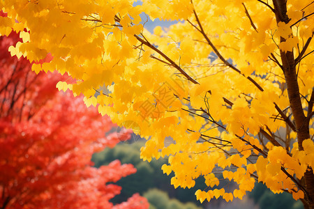 秋天之美晴空公园高清图片
