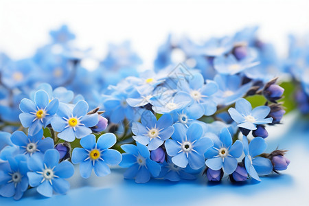 蓝色的鲜花背景图片