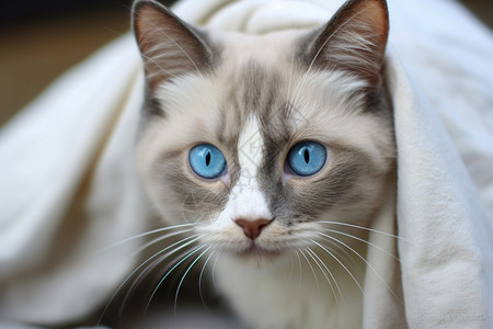 被窝里的蓝眼睛小猫图片