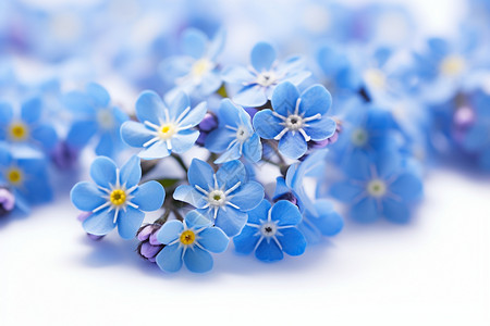 唯美蓝色鲜花背景图片
