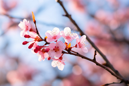 粉色花枝与蓝天相映背景图片