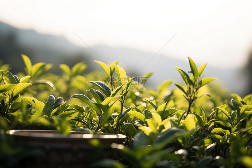 茁壮成长的嫩绿茶叶图片