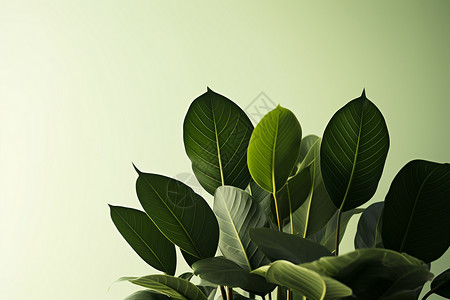 室内的绿植盆栽装饰图片