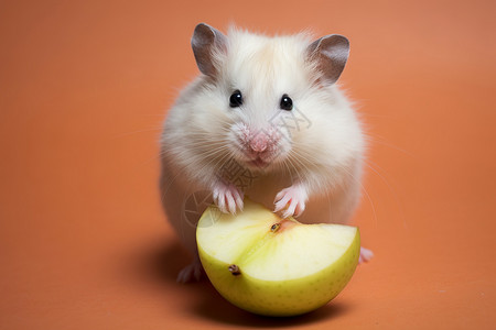 可爱的小白老鼠啃着苹果图片