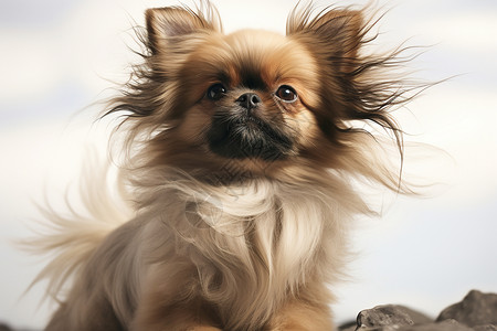 风吹拂长发的狗宝宝高清图片