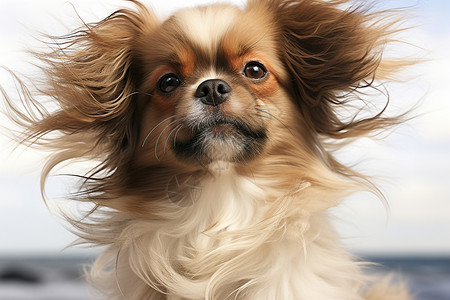 可爱风边框风吹拂下的毛茸茸狗狗背景