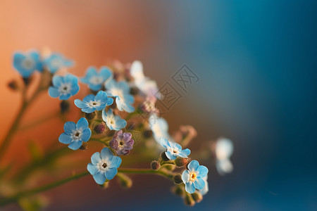 蓝色清新的小花背景图片