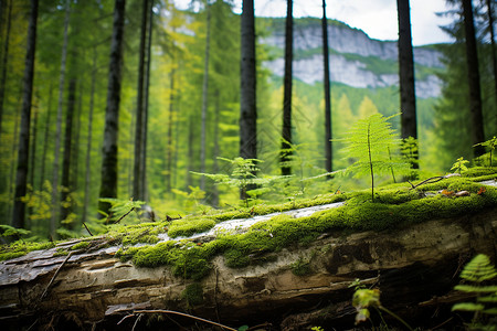 森林长满青苔的木头高清图片