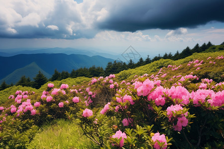 山坡上的花海图片