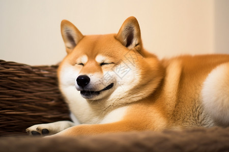 偷懒睡觉的柴犬狗狗背景图片