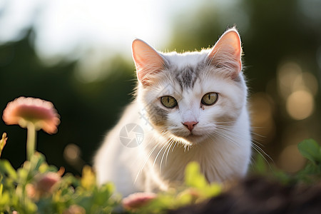 夏季户外花园中的宠物猫咪图片