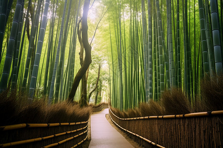 夏季森林中竹海景观图片