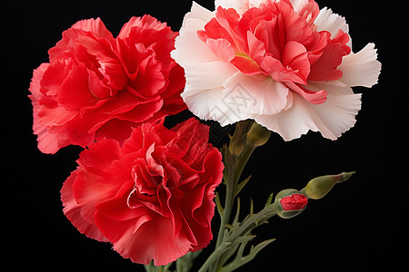 康乃馨花束背景图片