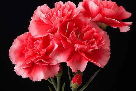 花瓶中粉色的花朵图片